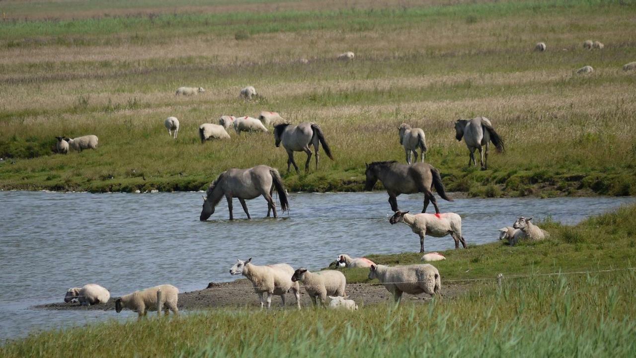 Wattenblick بوسم المظهر الخارجي الصورة
